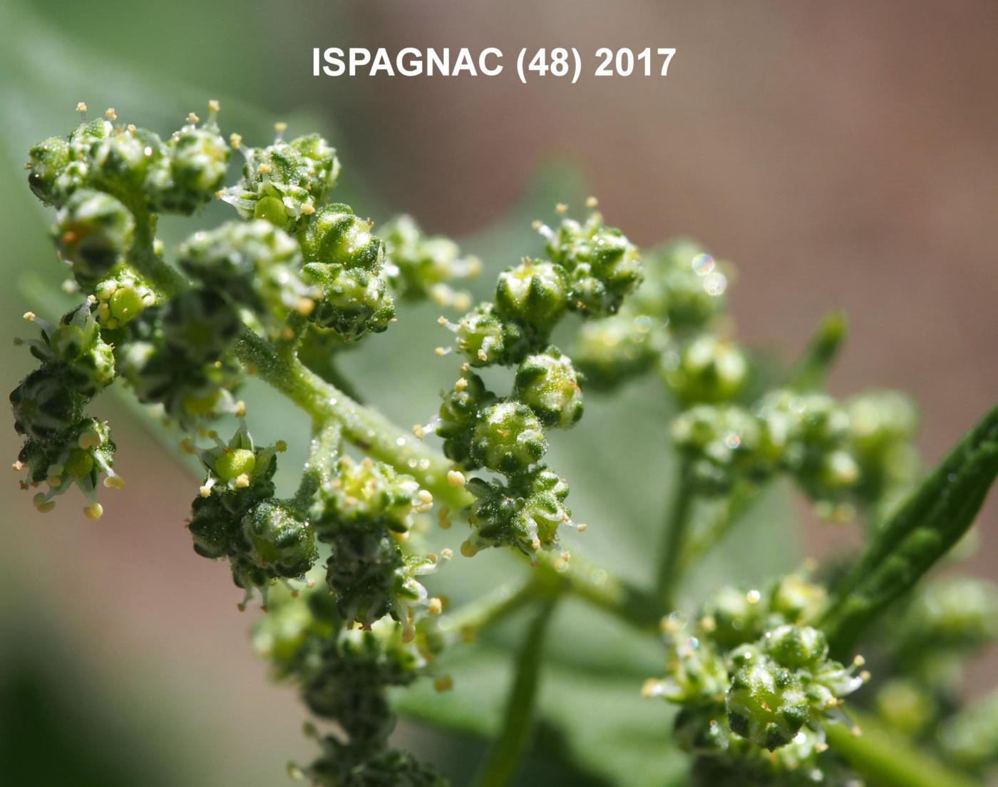 Goosefoot, Maple-leaved flower